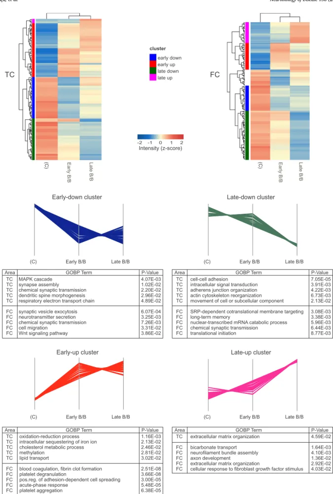 Fig. 4. Hierarchical clustering and functional enrichment analysis of DEPs in the neocortex during AD progression.