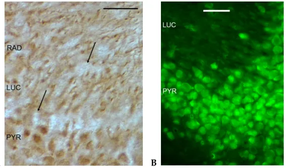 Figure 2. Immunohistochemical localization of GluK1 (A) and GluK2 (B) antibodies in the CA3  region of the murine hippocampus