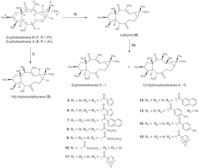 FIGURE 1 Chemical structures of lathyrane diterpenes (1 and 2) isolated from Euphorbia boetica aerial parts and preparation of 14 β‐