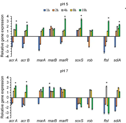 Figure 3. Relative expression of genes involved in stress response on E. coli K-12 AG100 strain in the presence of 25 μg/ml of PMZ at pH 5 and pH 7 at different time points (1-18 h)
