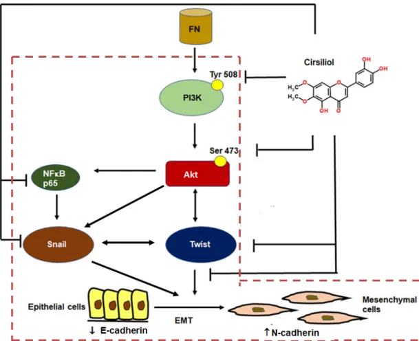 Figure 8. Mechanism of suppression of FN-induced EMT by cirsiliol in B16F10 metastatic melanoma  cells