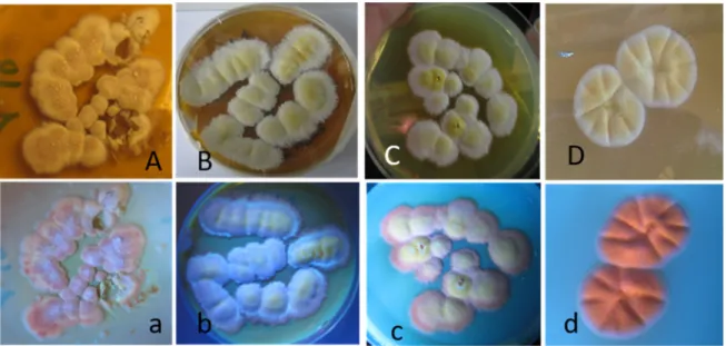 Figure 3. Pure cultures of Aspergillus-like strains pictured in visible light (upper row) and UV light  (lower row)
