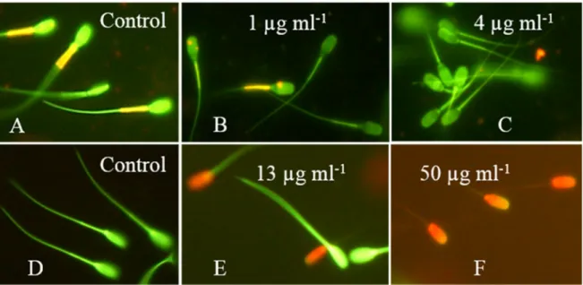 Figure 6. Epifluorescence micrographs of boar sperm exposed to crude extract from A. calidoustus  strain MH34