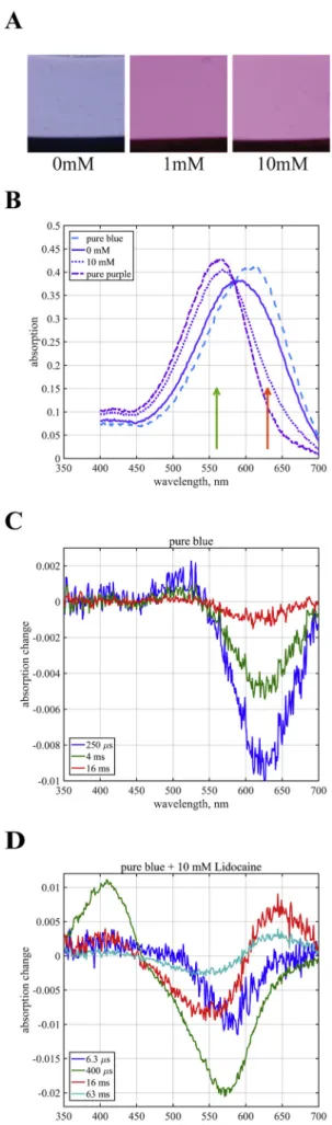 Fig. 1B shows the absolute spectra of the samples with and without 10 mM lidocaine treatment at pH 3.0