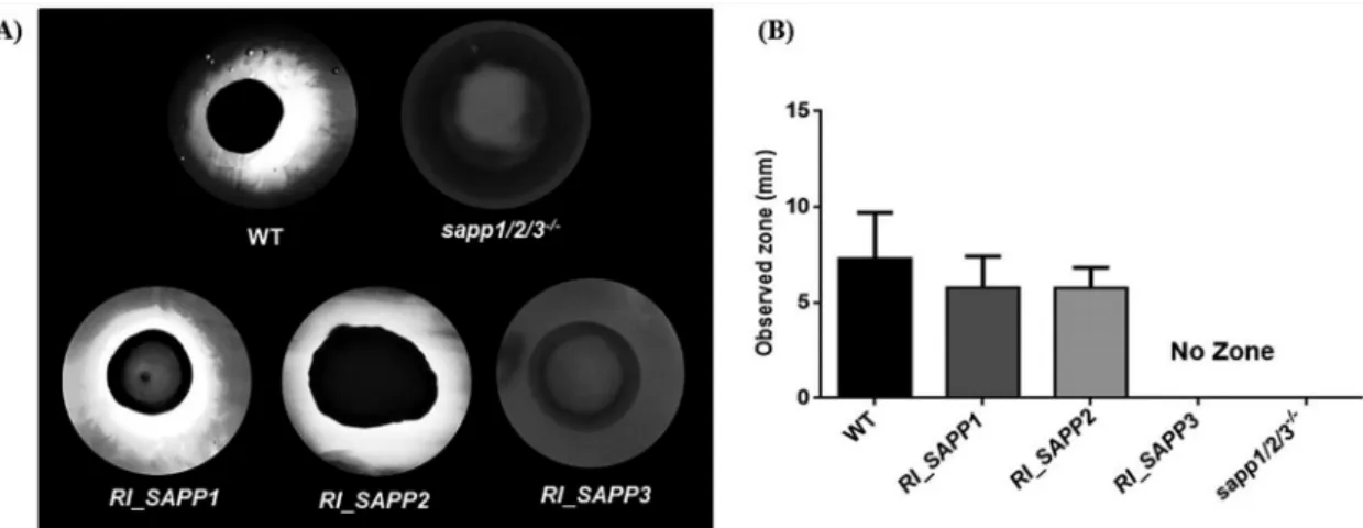 FIG 2 The protease activity of wild-type, sapp1/2/3 ⫺/⫺ , and RI_SAPP strains was examined by BSA degradation assay