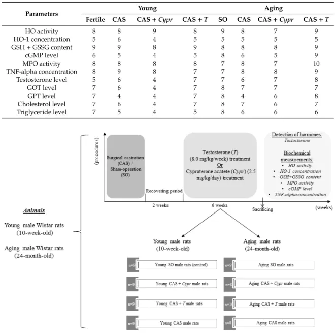 Table 1. Number of the animals per group (n). CAS = surgical castration, T = testosterone replacement therapy, Cypr = cyproterone acetate treatment, and SO = sham operation.