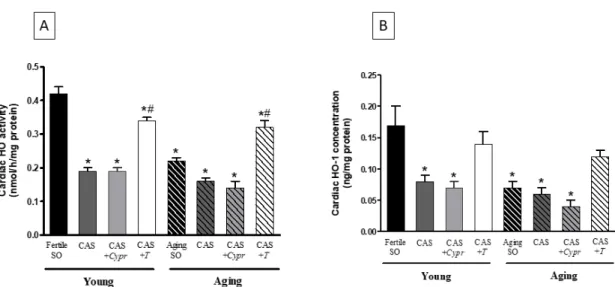 Figure 2. (A) The effects of aging, surgical castration, and testosterone replacement therapy on the  cardiac HO activity (HO; expressed as nmol bilirubin/h/mg protein)