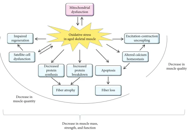 Figure 1: Schematic summary of the e ﬀ ects of oxidative stress in the aged skeletal muscle