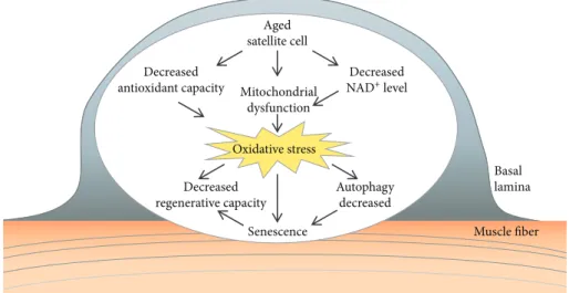 Figure 3: Age-related alterations in satellite cells. Mitochondrial dysfunction and decreased antioxidant capacity of aged satellite cells can lead to increased oxidative stress