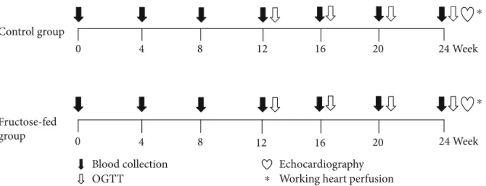 Figure 1: Experimental protocol. Male Wistar rats were divided into control ( n = 8) and fructose-fed ( n = 8) groups receiving either a standard chow or a chow supplemented with 60% fructose, respectively, for 24 weeks