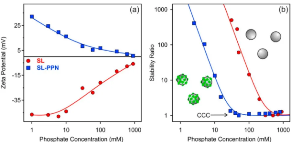 Figure 4. (a) ζ potential and (b) stability ratio values of the SL and SL-PPN (400 mg of enzyme adsorbed on 1 g of latex) particles as a function of the phosphate concentration at pH 4.0
