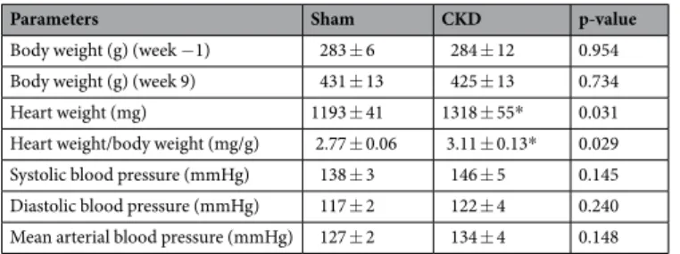 Table 3.  The effect of CKD on blood pressure, body weight and heart weight. Values are mean  ± SEM, n = 9–10, 
