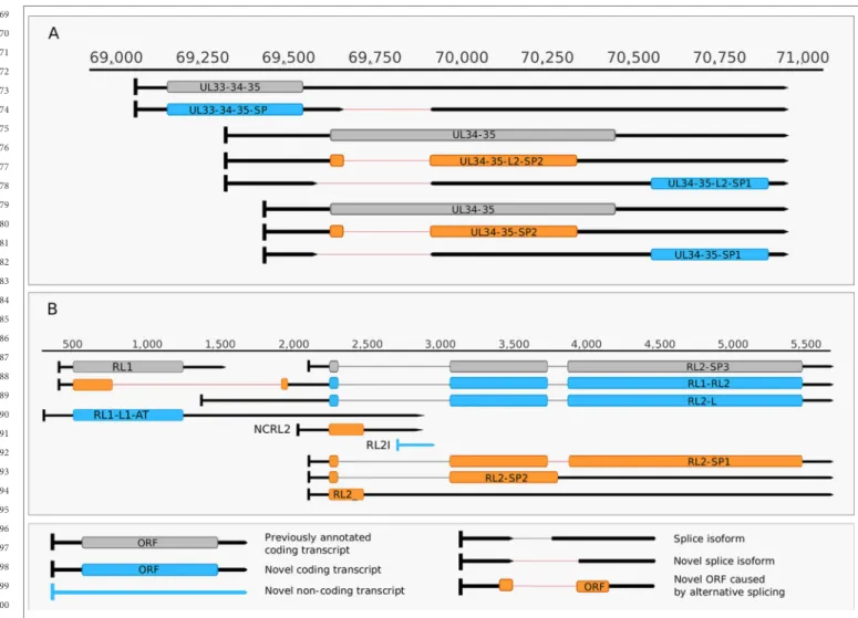 FIGURE 5 | Complexity of spliced transcripts. (A) The splice sites of UL34-35 transcript were confirmed by dRNA sequencing
