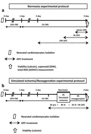 Fig. 1    Experimental protocol: after the isolation of the neonatal rat  cardiomyocytes (NRCMs) from newborn Wistar rats, the cells were  then cultured in a 10% FBS containing medium for 24 h