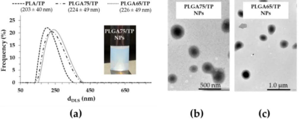 Figure 3. The particle size distribution of the TP-loaded PLA and PLGA NPs (a), and representative  TEM images of the PLGA75–(b) and PLGA65–(c) based composites