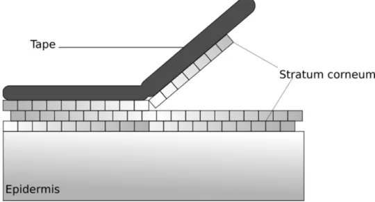 Figure 9. Layers of the stratum corneum are removed by an adhesive tape. 