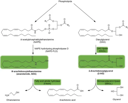 Figure 3. The synthesis and degradation of endocannabinoids. The green background indicates the  metabolites  and  enzymes  relevant  to  schizophrenia