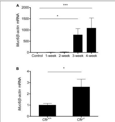 FIGURE 4 | Muc6 mRNA expression analysis in pancreatic tissue from control and 1–2–3–4-week cerulein-treated mice (A)