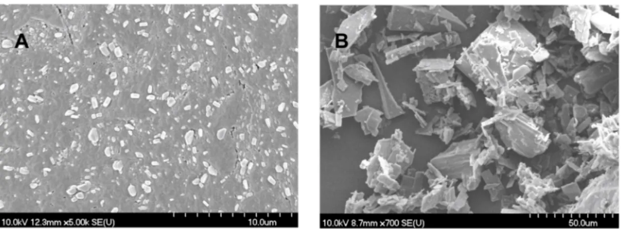 Figure 1. SEM images of nanonized MEL (A) and MELP (B).