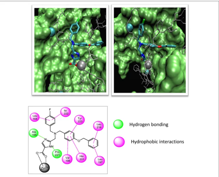 FIGURE 4 | Two different views of the 3D structure of MMP-1154 docked to the active site of MMP-2 together with the major binding interactions.