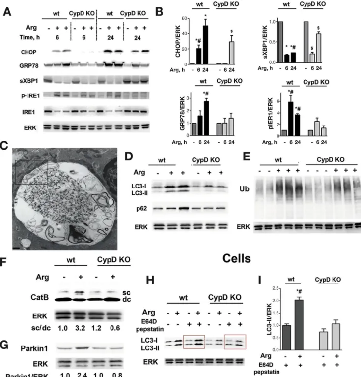 Figure 5. Cyclophilin D genetic ablation alleviates ER stress and normalizes autophagy in Arg-AP