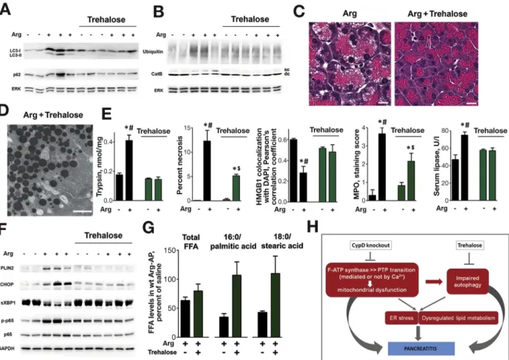 Figure 6. Enhancement of autophagic activity with trehalose improves Arg-AP. Wt mice received daily i.p