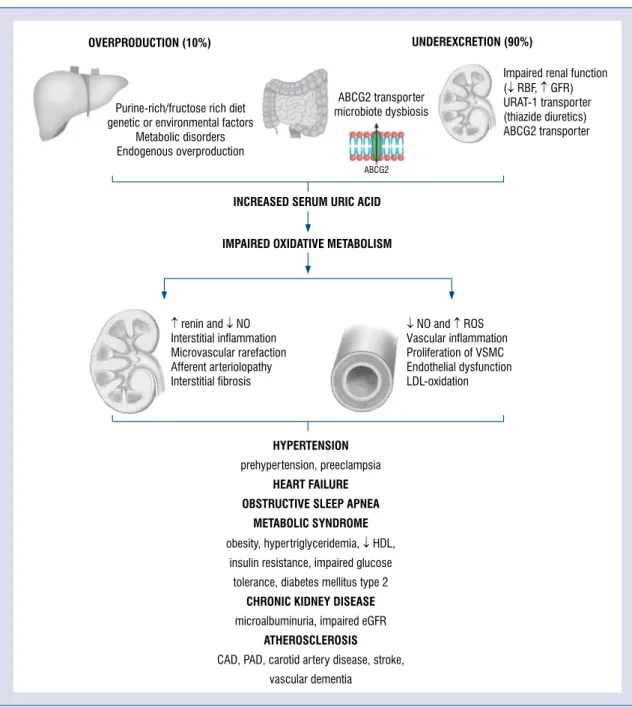 Figure 1. Pathophysiological aspects of hyperuricemia and its influence on cardiovascular and kidney disease; 