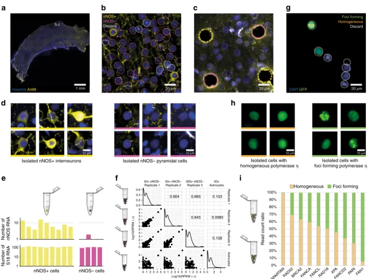 Fig. 2 Computer-assisted microscopy isolation (CAMI) opens the door to new types of high-throughput single-cell molecular analysis through non- non-disruptive collection of individual cells from ﬁ xed tissue and selection of cells by phenotypic morphology 
