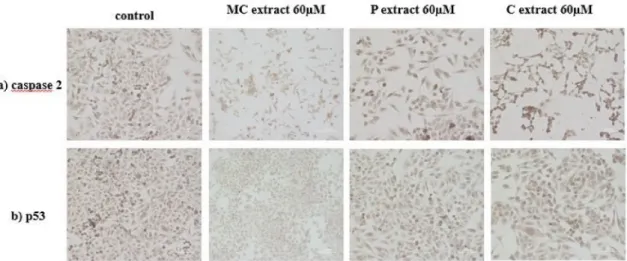 Figure 6. Immunocytochemical evaluation of A375 human melanoma cells after incubation with selected extracts at a concentration of 60 µM; (a) caspase 2 evaluation; (b) p53 evaluation (Magnification 10 × ; Scale 200 µm).