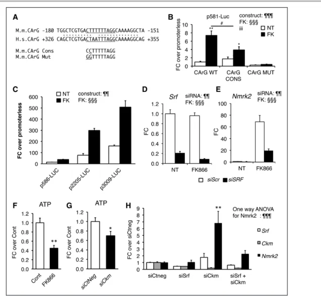 Figure 5. SRF is a component of Nmrk2 gene transcription. 