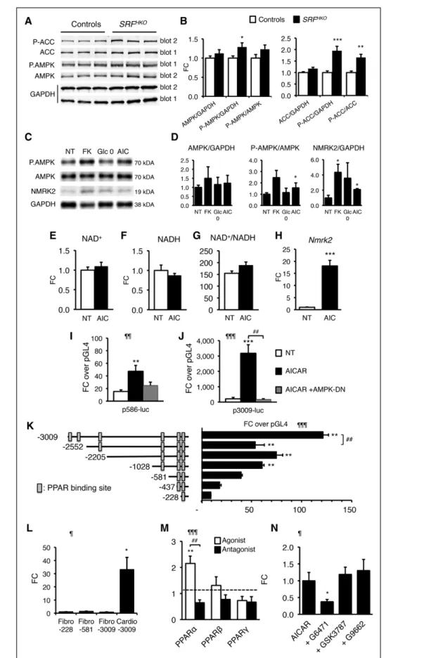 Figure 6. Nmrk2 expression is increased by AMPK and PPARα pathways. 