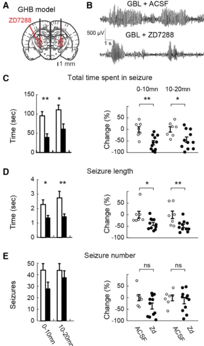 Fig. 5D). Moreover, the depolarizing sag of hyperpolarizing voltage steps was almost abolished in VB TC neurons infected with HCN-targeting shRNA compared with nontargeting shRNA (Fig.