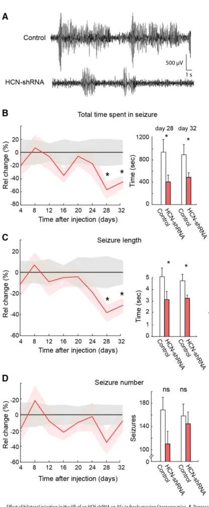 Figure 6. Effect of bilateral injection in the VB of an HCN shRNA on ASs in freely moving Stargazer mice