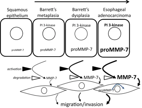 Figure 8. Schematic representation of the role of MMP-7 in the progression from Barrett’s esophagus to esophageal adenocarcinoma.