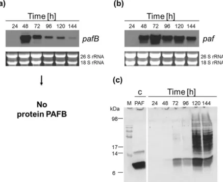 Figure 1.  Expression of pafB and paf in P. chrysogenum Q176 submerse cultures. Samples were taken after 24,  48, 72, 96, 120 and 144 h of incubation at 25 °C