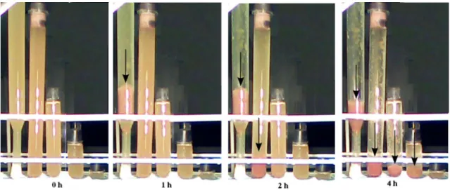 Fig. 3    Sudden sinking of Rvx. gelatinosus due to biofilm formation  as a function of length of the culture tubes