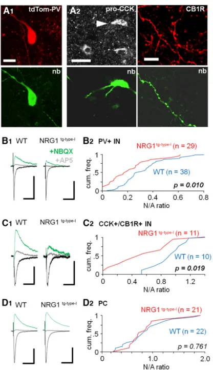 Figure 2. Reduced synaptic NMDAR-mediated currents in hippocampal interneurons expressing PV or CCK in the NRG1 tg-type-I mice.