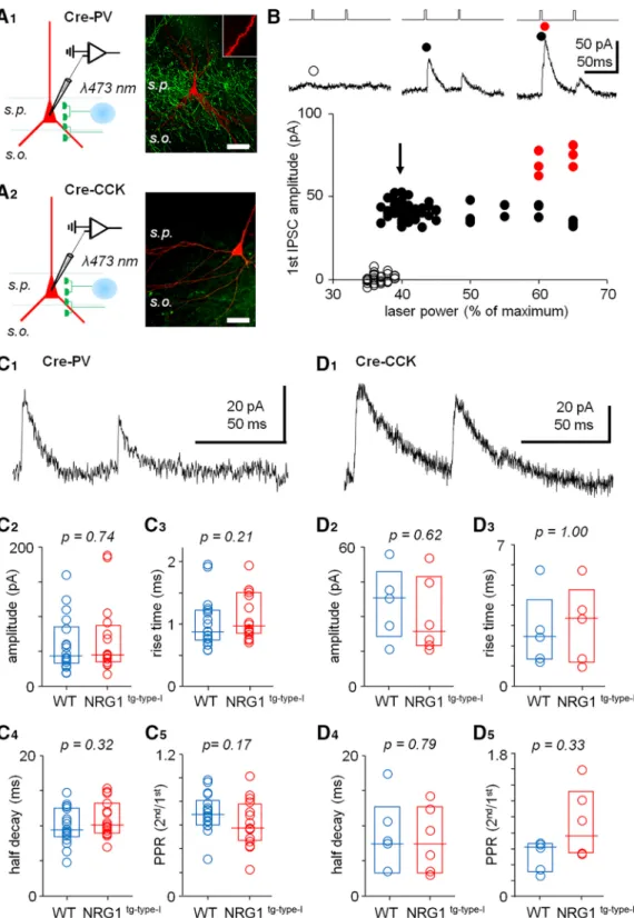 Figure 5. GABAergic synaptic transmission from either PV ⫹ or CCK ⫹ cells is not significantly altered in NRG1 tg-type-I mice.