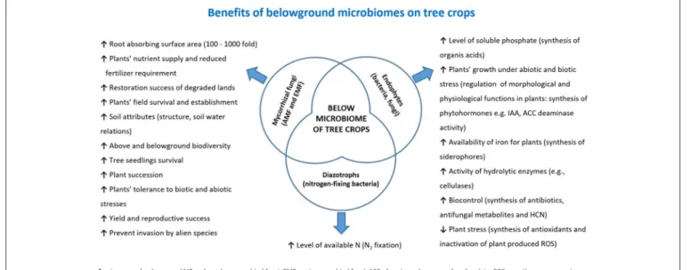 FIGURE 3 | Summary of the benefits that belowground microbiota (or some of their components) may confer to tree crops.