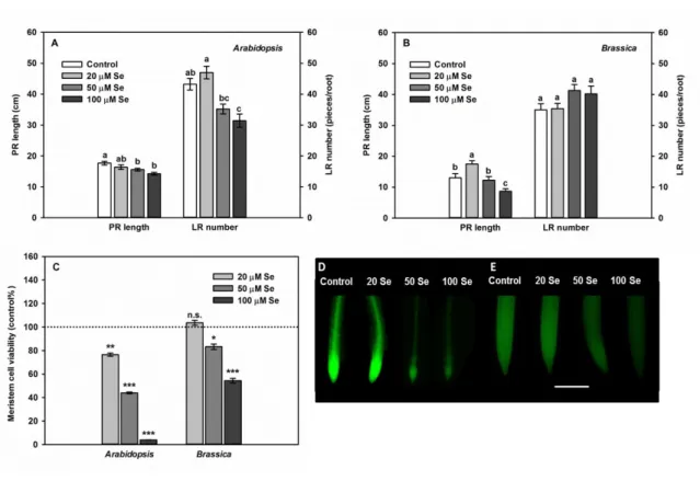 Fig 3 Primary root length and lateral root number of 4-weeks-old Arabidopsis thaliana (A) and  651 