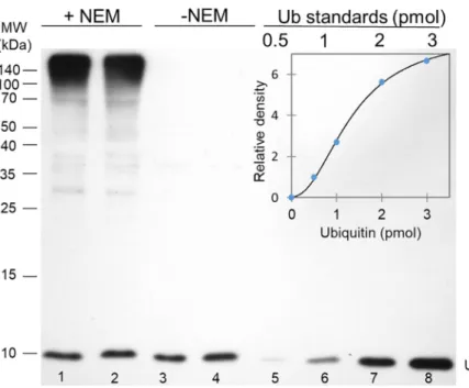 Fig 1. An immunoblot based assay to quantitate free and total ubiquitin content of whole protein extracts
