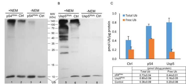 Fig 3. Effect of loss of Rpn10/p54 (A and C) proteasome subunit or Usp5 deubiquitylase (B and C) on the abundance of ubiquitin forms