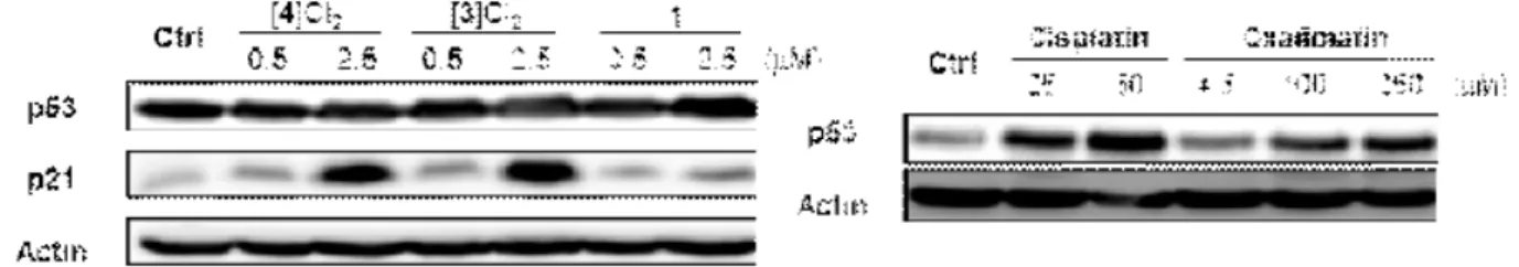 Figure  17. Western  blot  analysis of p53 and  p21 proteins. A2780 cells were  collected after  incubation with compounds of interest at indicated concentrations for 24 h