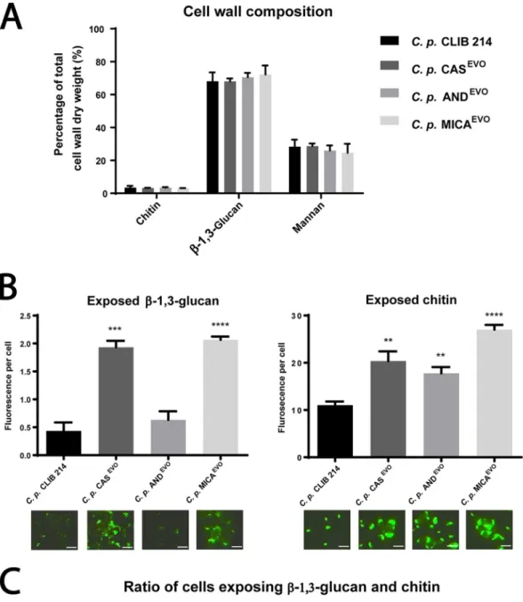 FIG 3 Altered cell wall structure of C. parapsilosis echinocandin-evolved strains. (A) Relative amount of chitin (N- (N-acetylglucosamine), glucan, and mannose to the total cell wall weight (dry weight)