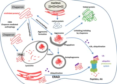 Figure 4. Macroautophagy is a multistep process: initiation, elongation, completion, fusion, and lysosomal degradation