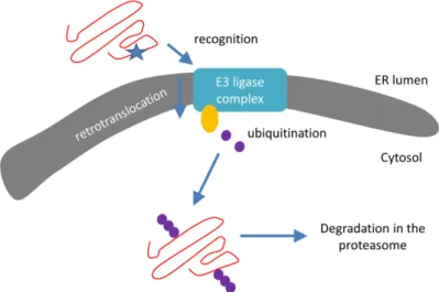 Figure 3. Schematic representation of the ER-associated protein degradation (ERAD) pathway: 