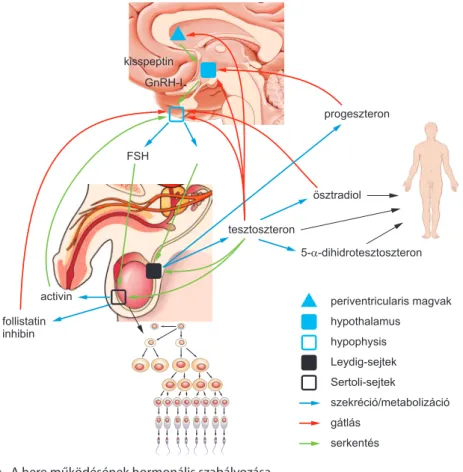 8.2. ábra.  A here működésének hormonális szabályozása