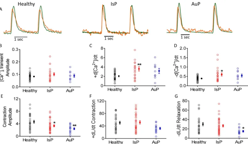 Fig 4. The [Ca 2+ ] i transient and contraction characteristics in healthy and mutated (IsP and AuP) iPSC-CM