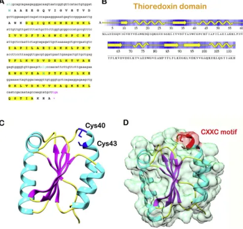 Fig. 4. (a) The translated sequence of predicted CaHa-Trx-h (primary structure), (b) secondary structure of the sequence, (c) The three-dimensional structure of CaHa-Trx-h protein with highlighted secondary structure elements, Cys40 and Cys43 are marked in