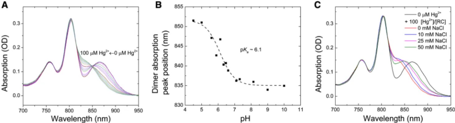 Fig. 2    Blue shift of the steady-state absorption band of the RC dimer  due to increase of  Hg 2+  concentration (Α), pH titration of the blue  shift caused by 100  [Hg 2+ ]/[RC] (Β), and reversal of the blue shift  attributed to the increase of the ioni